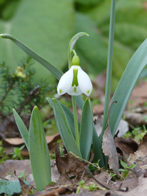 2020-01-31 Galanthus elwesii Findling 1.jpg