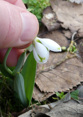2020-01-31 Galanthus elwesii Findling 2.jpg