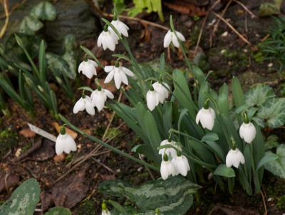 galanthus-godfrey-owen.jpg