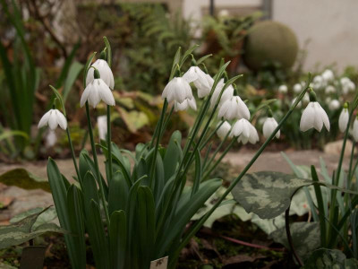 galanthus-godfrey-owen (1).jpg