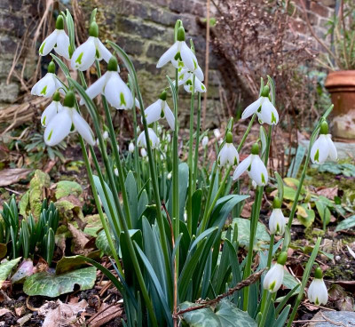 galanthus-trumps-1-20.jpg