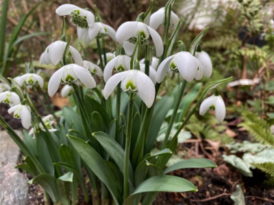 galanthus-ailwyn.jpg