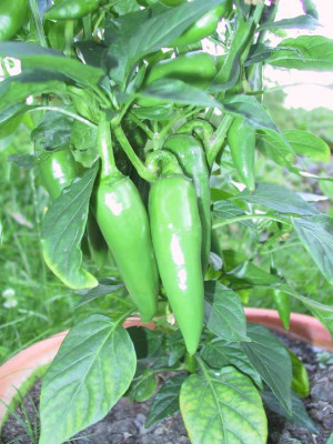chili1.jpg
