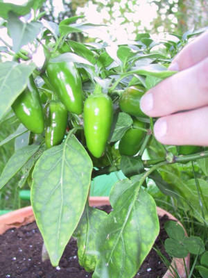chili3.jpg
