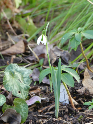 2020-01-31 Galanthus 'Caryl Baron' 1.jpg