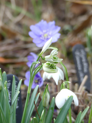 2020-01-31 Galanthus 'Blewbury Tart' 1.jpg