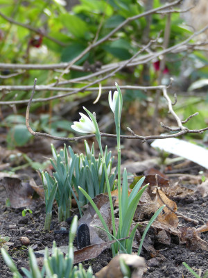 2020-01-31 Galanthus 'Alan's Treat' 1.jpg