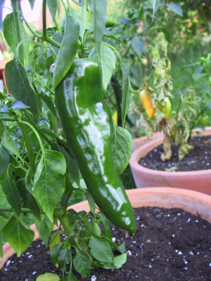 chili4.jpg