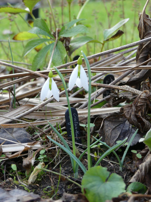 2020-01-31 Galanthus 'Ding Dong' 2.jpg