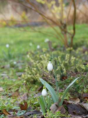 2020-01-31 Gartenimpressionen 1.jpg