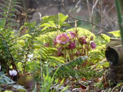 2020-01-31 Gartenimpressionen 2.jpg