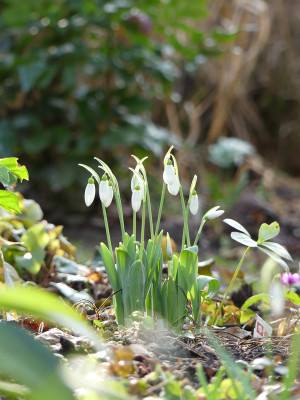2020-01-31 Gartenimpressionen 4.jpg