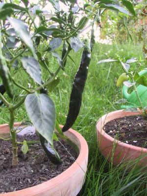chili5.jpg