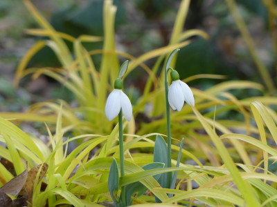 2020-01-31 Gartenimpressionen 5.jpg