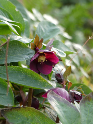 2020-01-31 Helleborus x hybridus 1.jpg