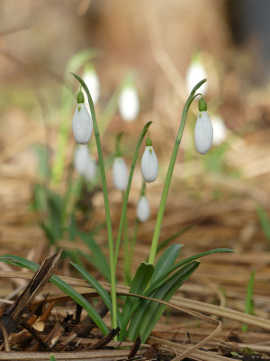 2020-01-31 Galanthus 'The Pearl' 1.jpg
