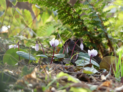 2020-01-31 Cyclamen coum 1.jpg