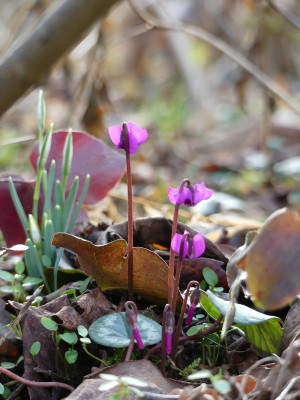 2020-01-31 Cyclamen coum 2.jpg