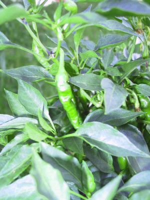 chili6.jpg