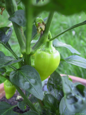 chili7.jpg