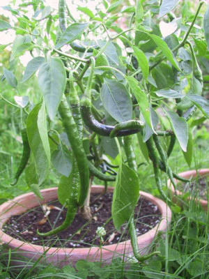 chili2x.jpg