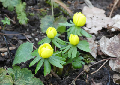 2020-01-31 Eranthis 'Zitronenfalter' 2.jpg