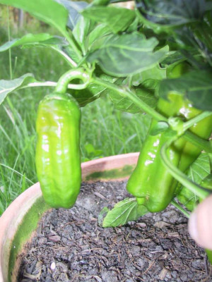 chili8.jpg