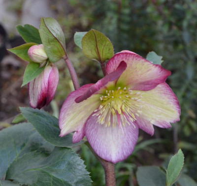 Helleborus-IceNRoses.DarkPicotee.20-2.jpg