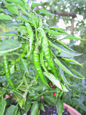 chili9.jpg