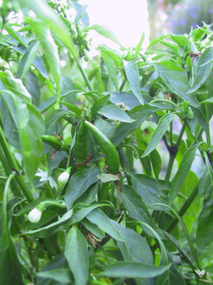 chili10.jpg