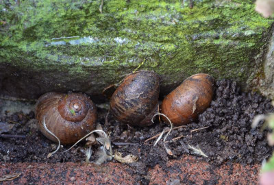 Schnecken.20-1.jpg