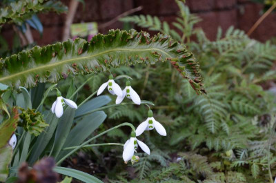 Galanthus_elwesii.20-1.jpg