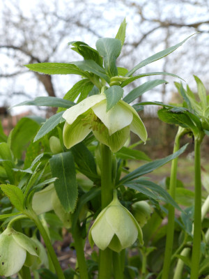 2020-01-31 Helleborus liguricus.jpg