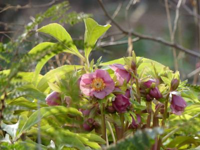 2020-01-31 Helleborus x hybridus 3.jpg