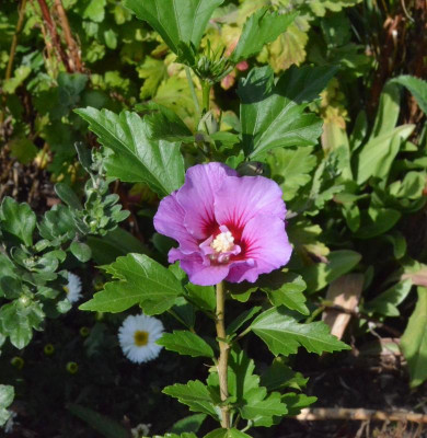 Hibiscus_syriacus-Sämling.18-1.jpg