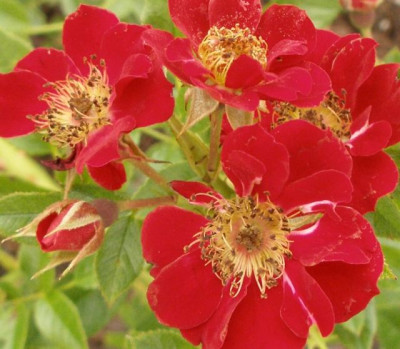 rosarium_hirschstetten_-_Erika_2007-07-06.jpg