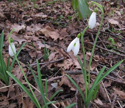 IMG_8487_Galanthus_Atkinsii_31Jan2020_.jpg