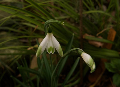 galanthus-alans-treat-1-20.jpg
