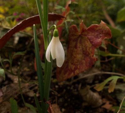 galanthus-charlotte-jean-1-20.jpg