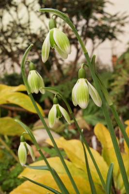 galanthus-green-tear-1-20.jpg
