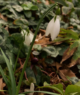 galanthus-long-wasp-1-20.jpg