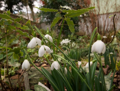 galanthus-krim-wilde-1-20.jpg