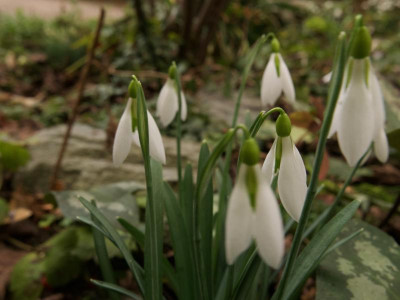 galanthus-ding-dong-1-20.jpg