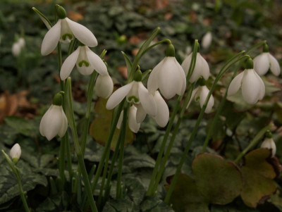 galanthus-neill-fraser-1-20.jpg
