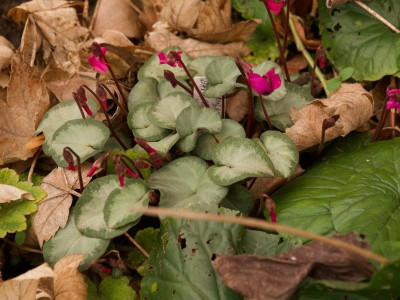 cyclamen-coum-dunkel-silber-1-20.jpg
