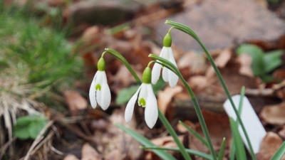 Galanthus Zwergglöckchen P2150425.JPG