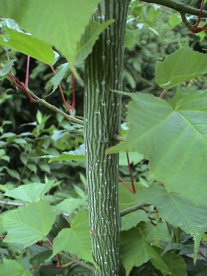 Acer_rufinerve.jpg