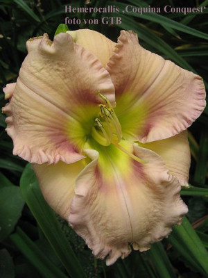 Coquina_Conquest_66931.jpg