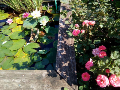 Rose mit Seerose und Lotus.jpg