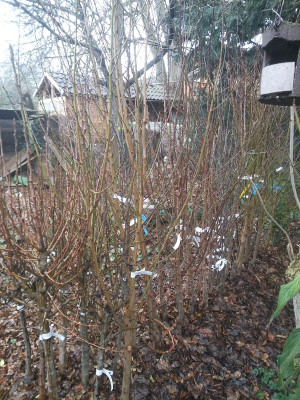 Obstbäume 20.jpg